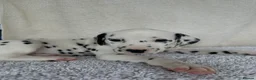 Dalmatian dogs for sale: Dalmatian Puppies  - Advert 25