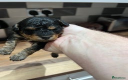 Toy Poodle dogs for sale: KC Tiny Perfect phantom poodles+colours - Image 25