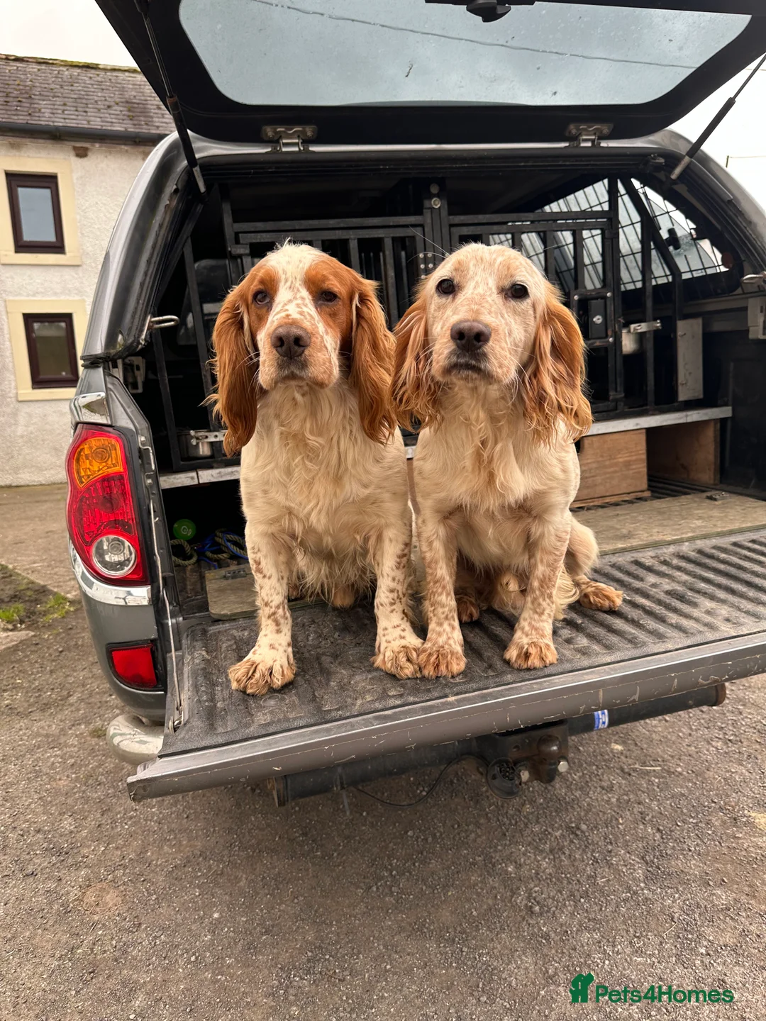 Cocker Spaniel dogs for stud: Kentwone Bayley in Carlisle - Advert 15