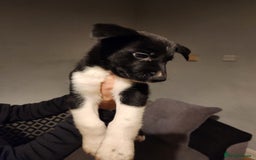 Border Collie dogs for sale: Border collie puppies - Advert 10