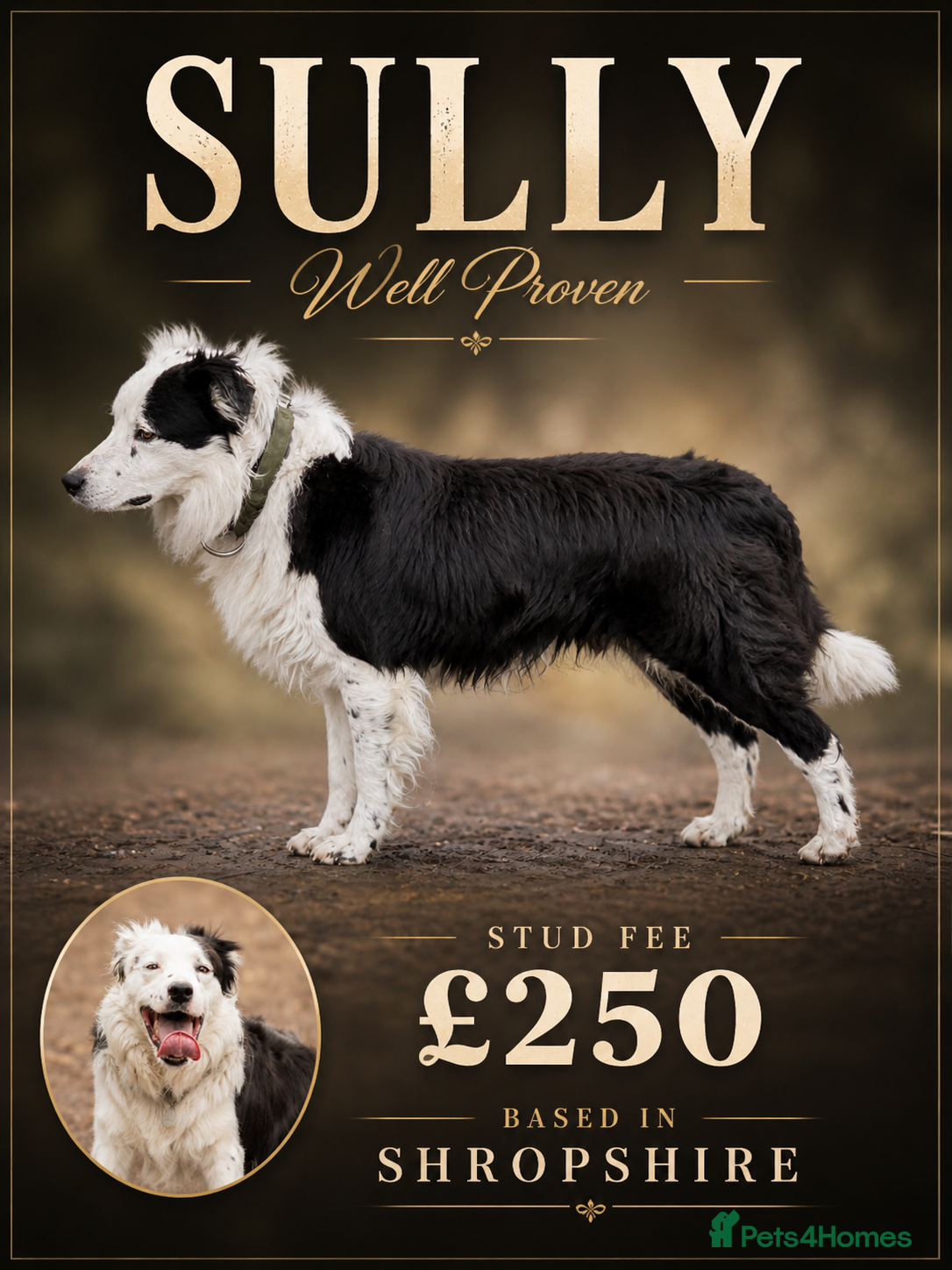 Border Collie dogs PROVEN Seal Welsh Border Collie **AT STUD** - Advert 11