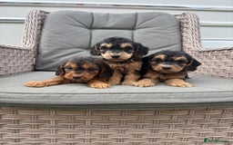 Cockapoo dogs for sale: F1 Cockapoos puppies (council licensed breeder) - Image 20