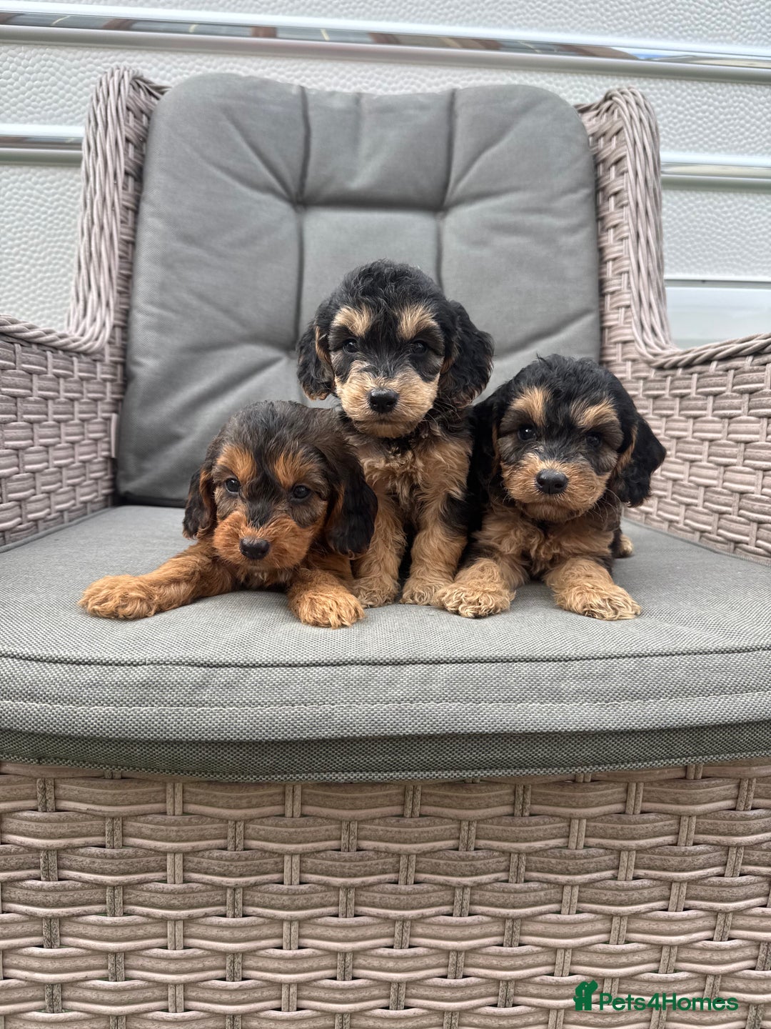 Cockapoo dogs for sale: F1 Cockapoos puppies (council licensed breeder) - Image 20
