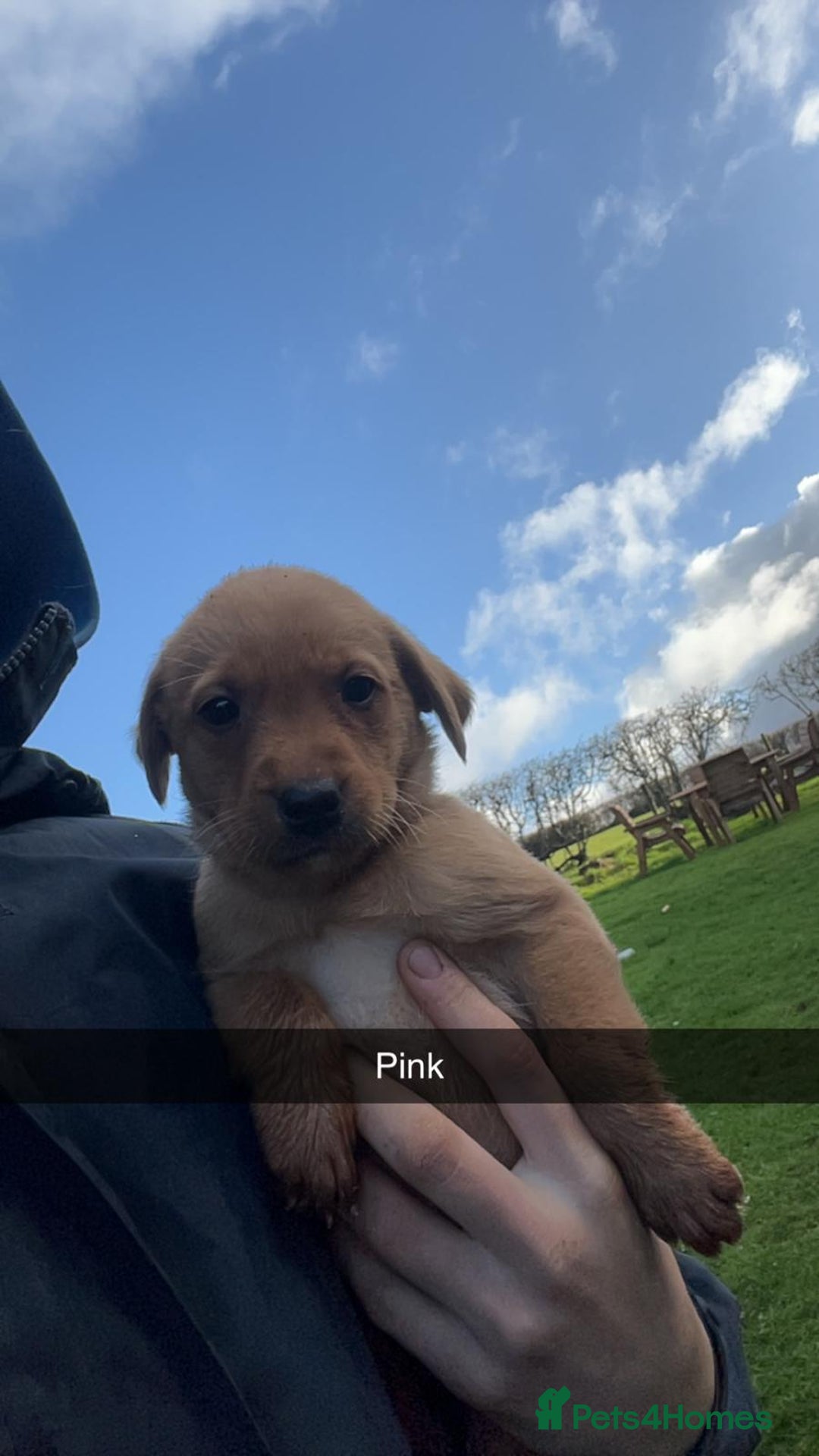 Labrador Retriever dogs for sale: Stunning litter of 9 pups - Advert 11