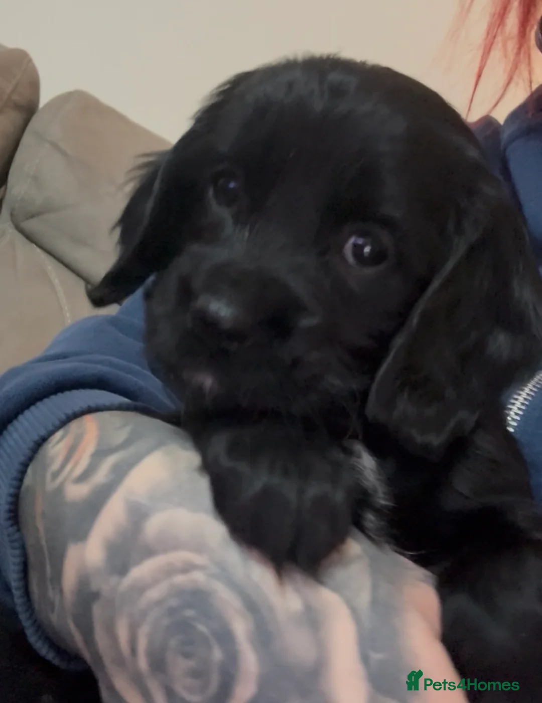 Mixed Breed dogs for sale: Beautiful Cavapoo puppies  - Advert 35