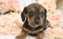 Miniature Dachshund dogs for sale: KC Registered Miniature Dachshund Puppies - Image 9