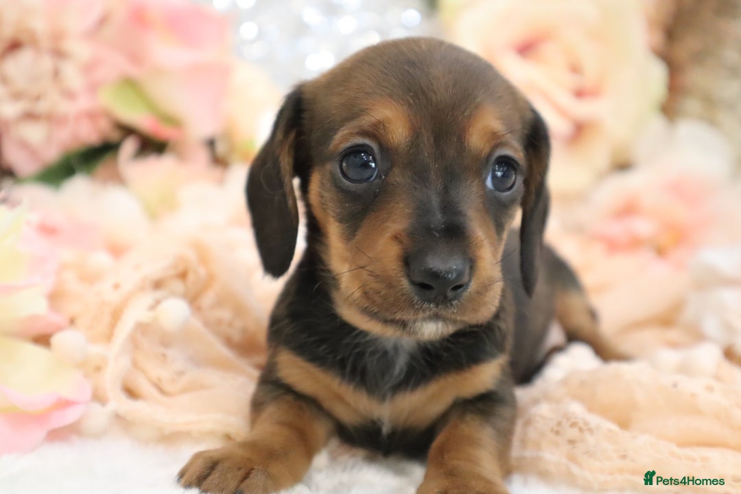 Miniature Dachshund dogs for sale: KC Registered Miniature Dachshund Puppies - Image 9