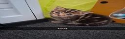 Mixed Breed cats for sale: Kittens  - Advert 4