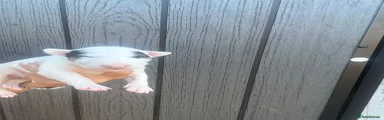 English Bull Terrier 10