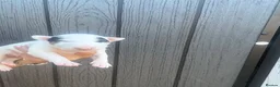 English Bull Terrier dogs for sale: English bull terrier puppies  - Advert 3