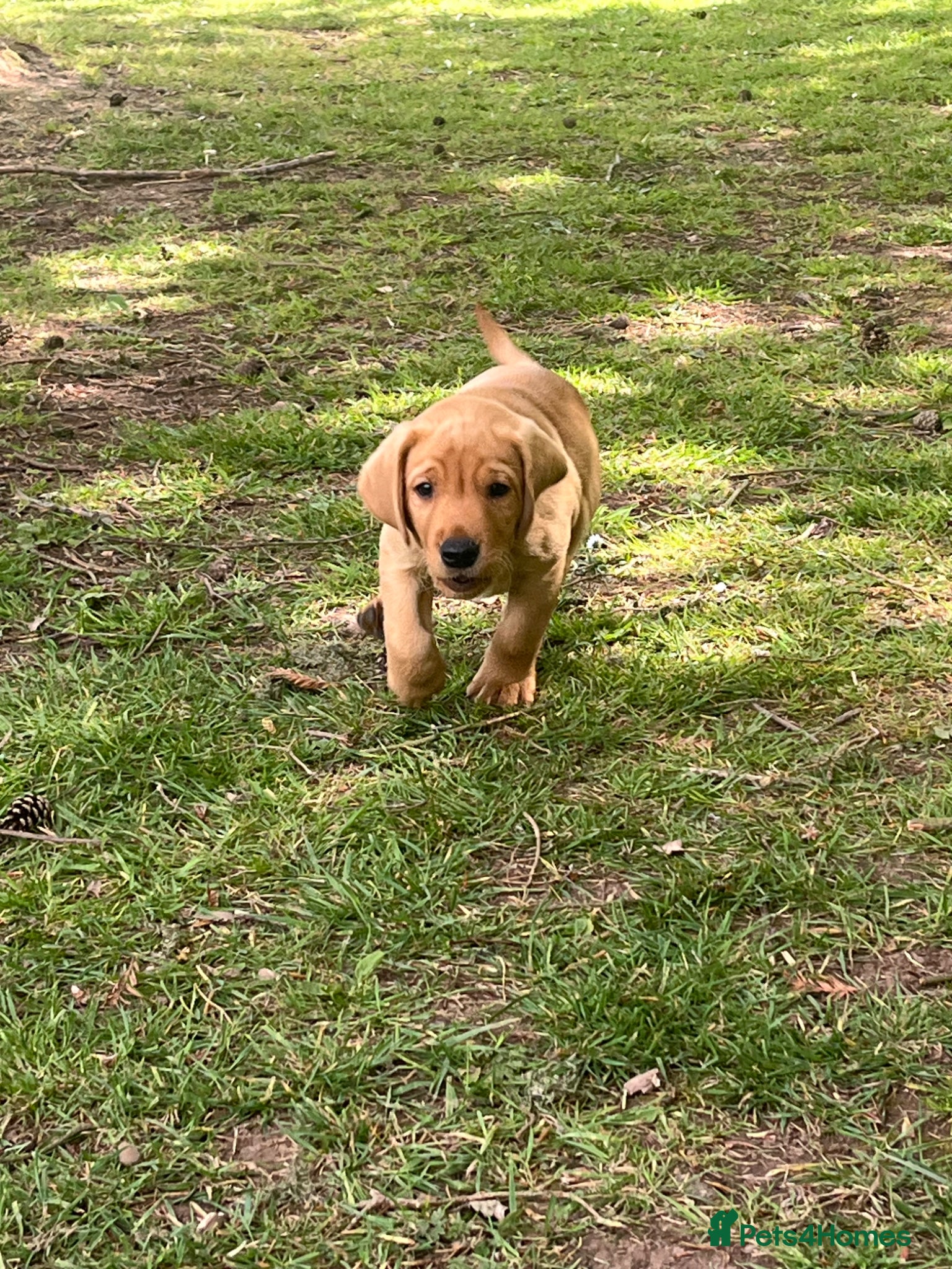 Labrador Retriever dogs for sale: Labrador Puppies out of FTCH - Advert 11