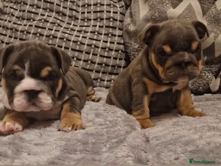 English Bulldog dogs PEDIGREE KC REGISTERED ENGLISH BULLDOGS - Advert 6