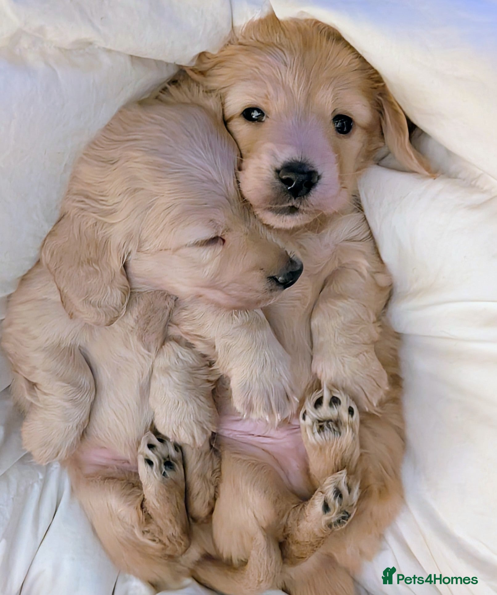 Miniature Dachshund dogs Stunning Cream Long-Haired Miniature Dachshund  - Advert 2