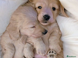 Miniature Dachshund dogs Stunning Cream Long-Haired Miniature Dachshund - Advert 2