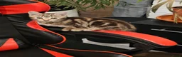 American Shorthair cats for sale: Kittens for sale  - Advert 8