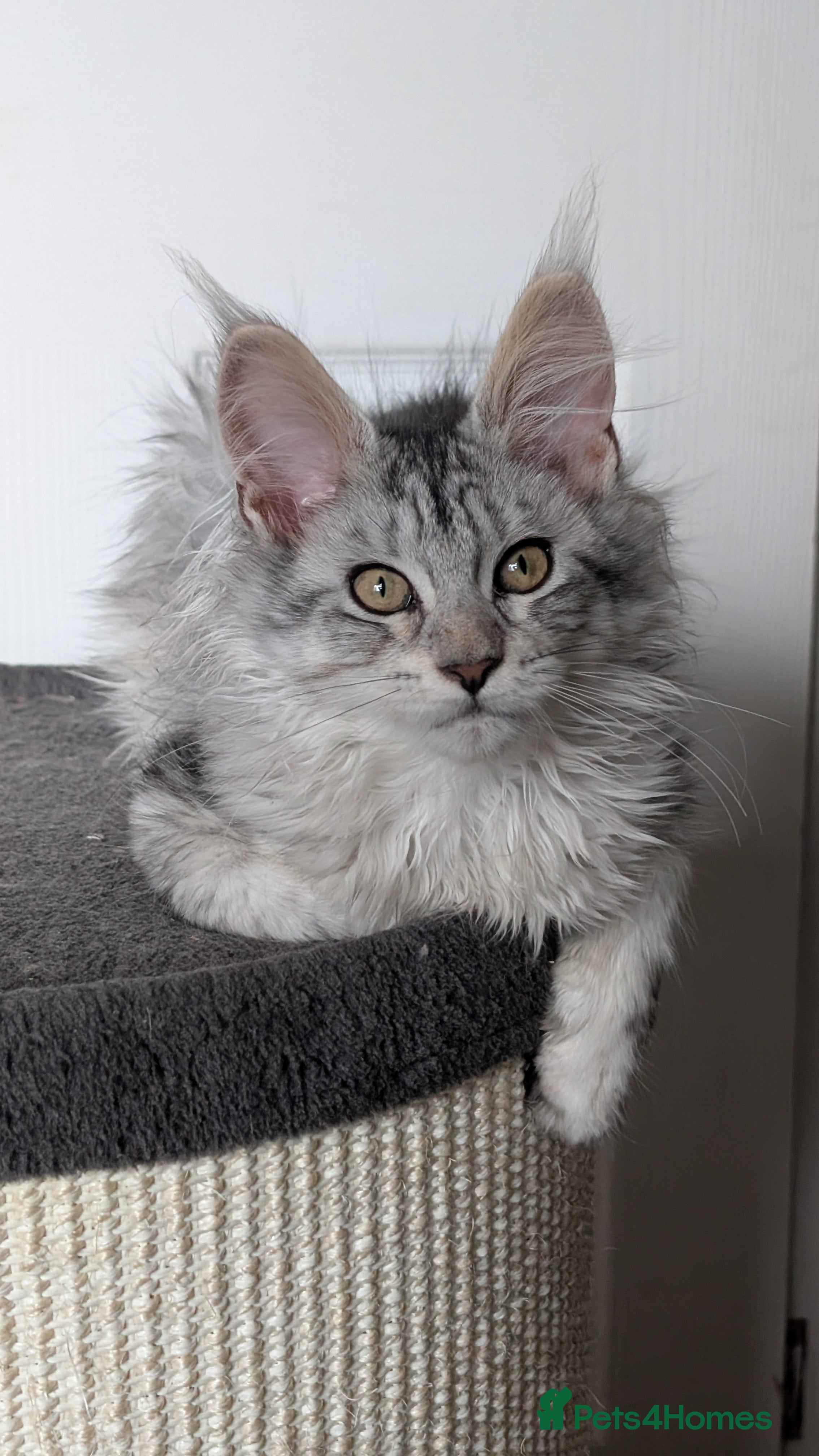 Maine Coon cats Stunning Tica registered Maine coon kittens - Advert 2