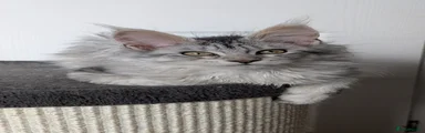 Black tabby girl