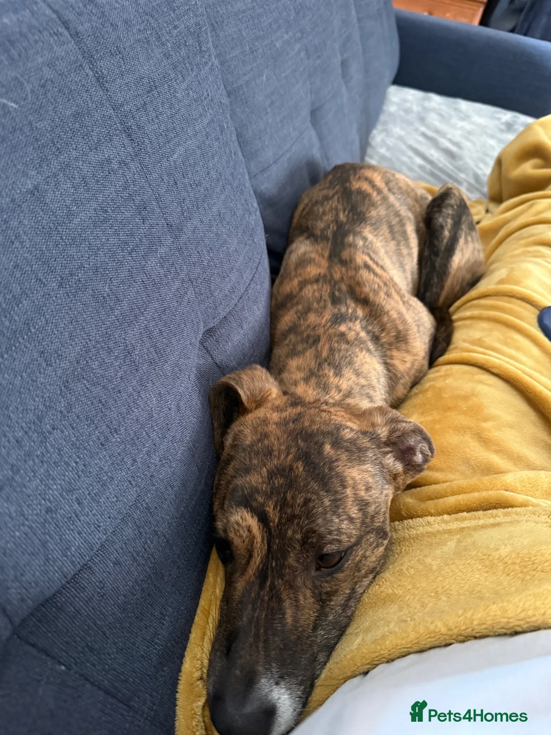 Lurcher dogs for sale: 11 month old lurcher  Zeeke - Advert 2