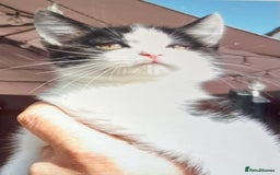 Mixed Breed cats for sale: Kittens - Image 10