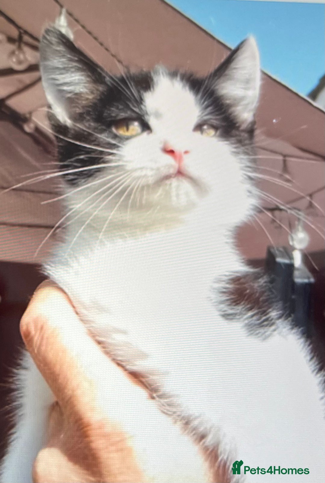 Mixed Breed cats for sale: Kittens - Image 10