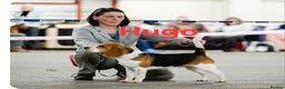 Beagle dogs for stud: PROVEN KC REG BEAGLE STUD DOGS.. in Wrexham - Advert 4