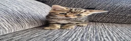 Mixed Breed cats for sale: Kittens ready to go in Birmingham - Advert 2