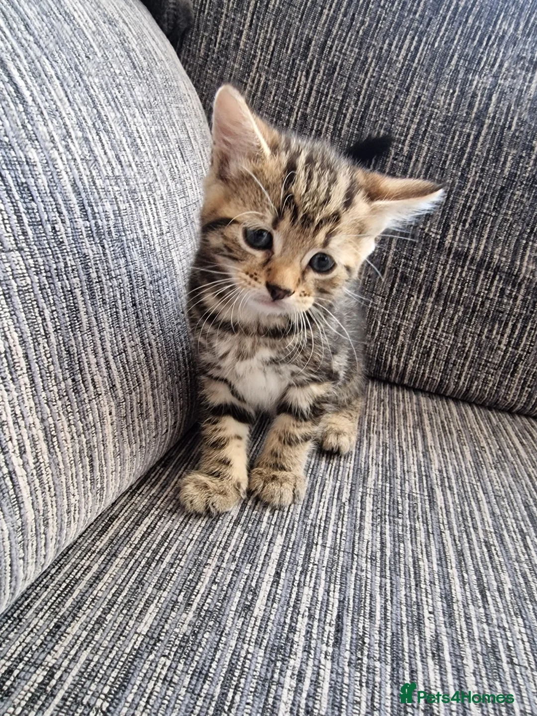 Mixed Breed cats for sale: Kittens ready to go in Birmingham - Advert 2