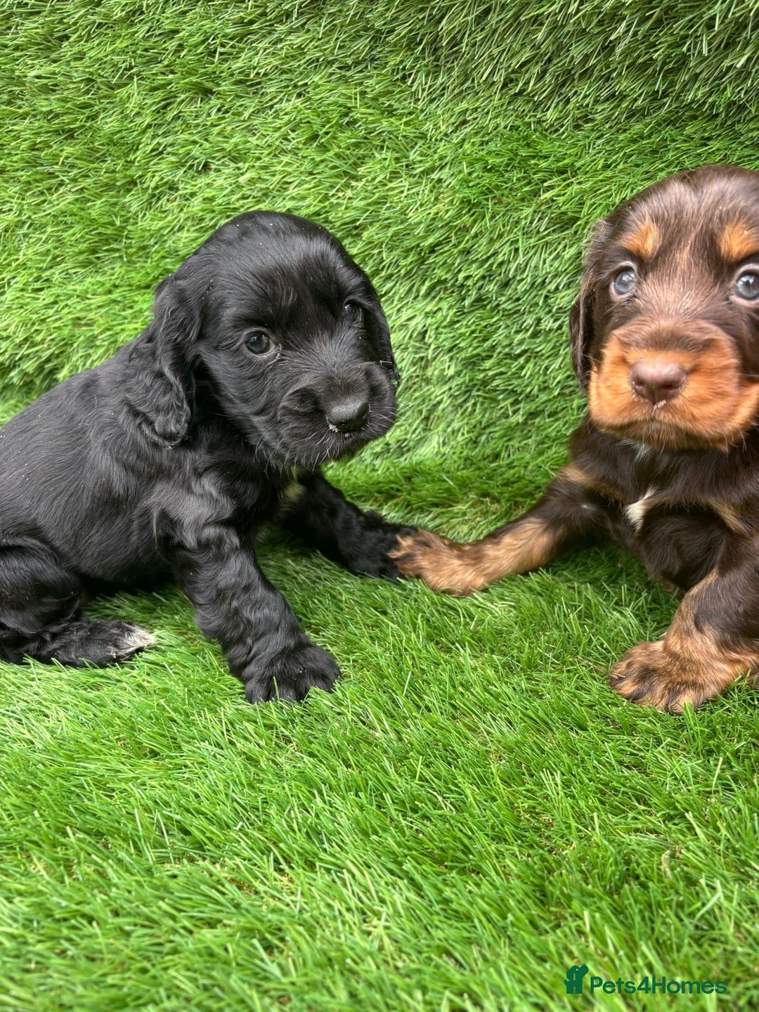 Cocker Spaniel dogs for sale: KC DNA SHOW TYPE COCKER SPANIEL!!  - Image 9