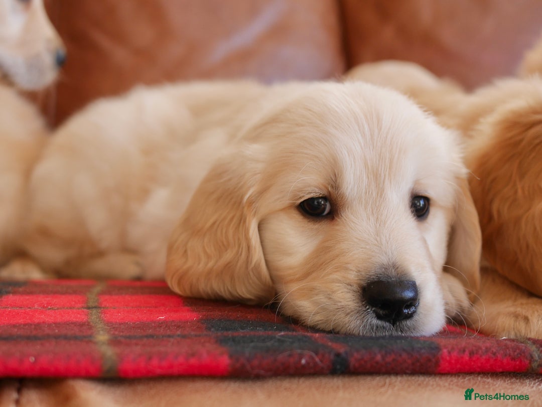 Golden Retriever dogs for sale: Stunning Health Tested Golden Retriever Puppies - Advert 6