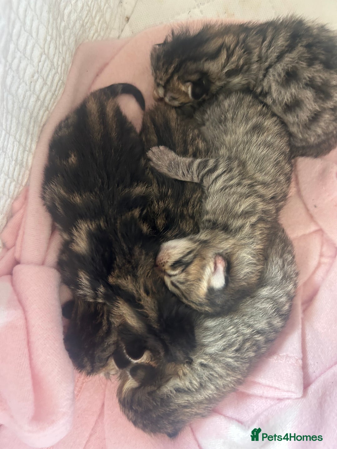 Bengal cats for sale: Manecoon x bengal kittens  - Image 6