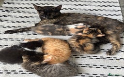 Domestic Shorthair cats for sale: Beautiful shorthair mixed colour kittens  - Image 2