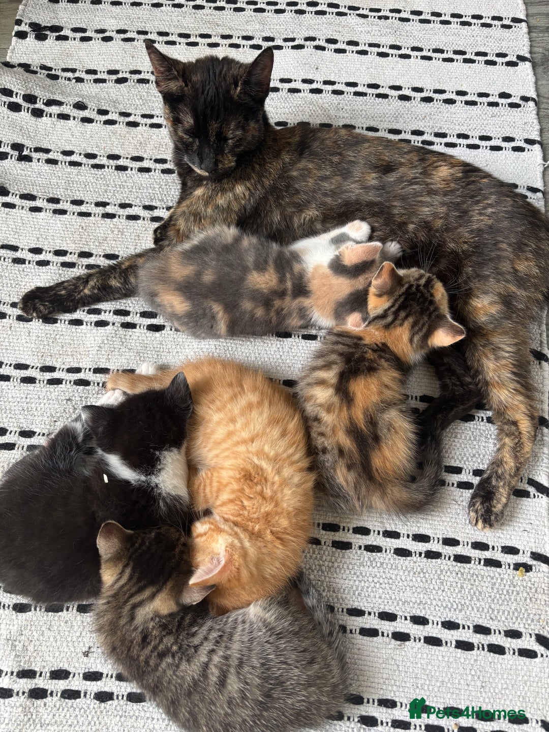 Domestic Shorthair cats for sale: Beautiful shorthair mixed colour kittens  - Image 2