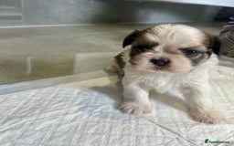 Shih Tzu dogs for sale: Beautiful litter of Shih tzu puppy’s  - Image 5