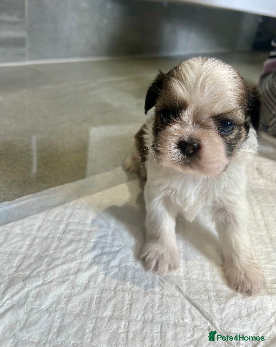Shih Tzu dogs for sale: Beautiful litter of Shih tzu puppy’s  - Image 5