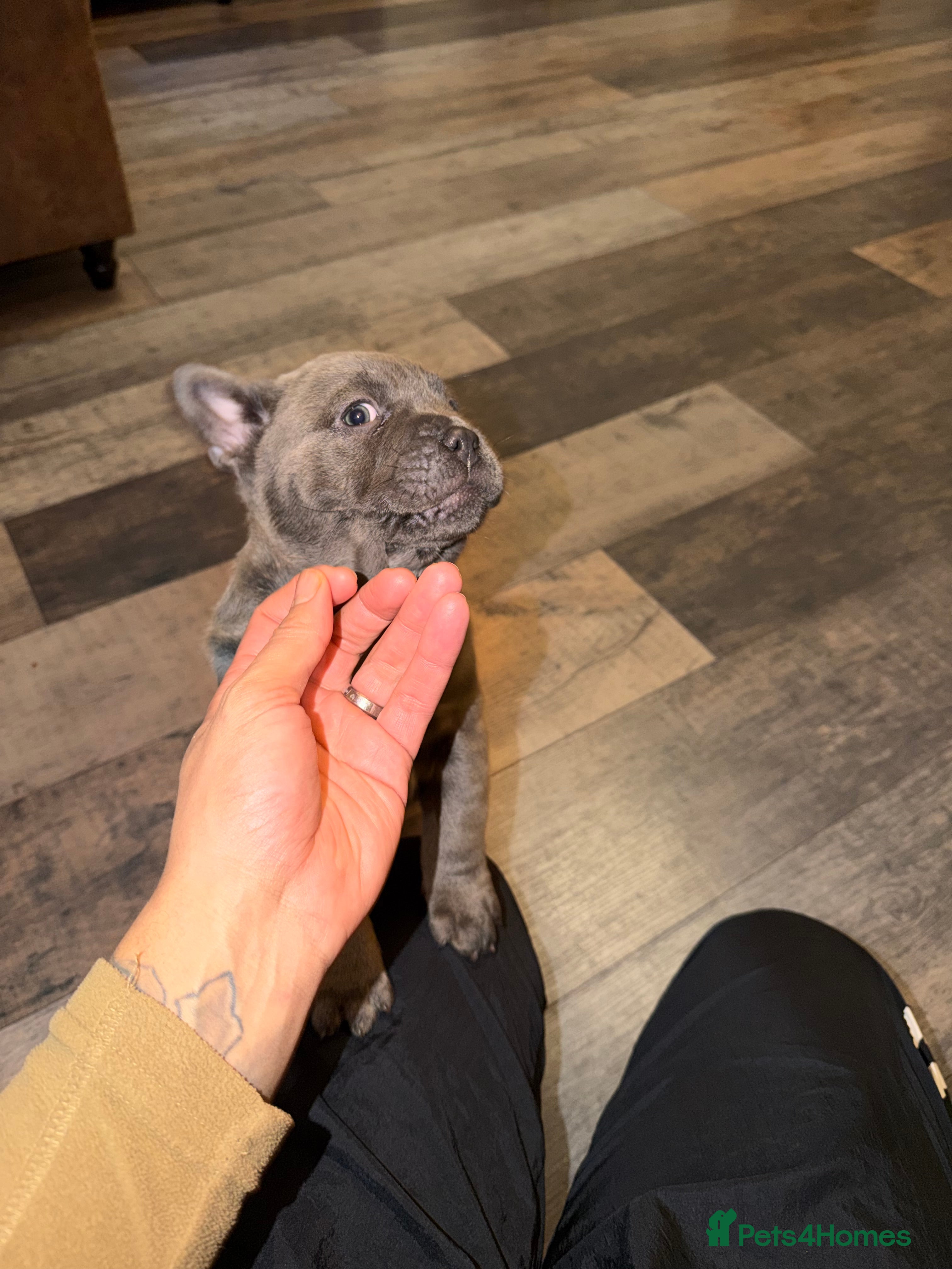 Chow Chow dogs French chows  - Advert 2