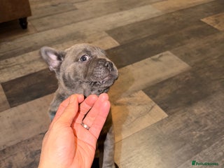 Chow Chow dogs French chows - Advert 2