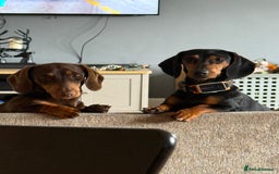 Miniature Dachshund dogs for sale: Beautiful miniature dachshund puppies - Image 7