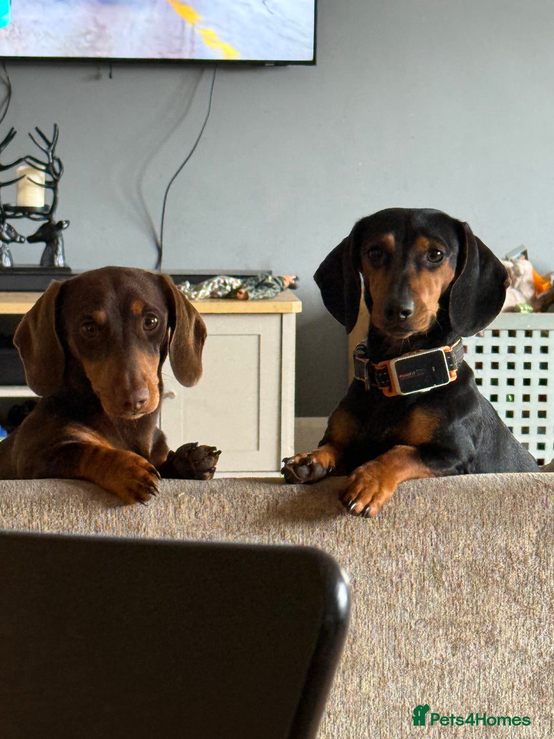 Miniature Dachshund dogs for sale: Beautiful miniature dachshund puppies - Image 7