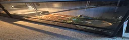 Mixed Breed reptiles for sale: Hermann tortoise and royal pythons - Advert 5