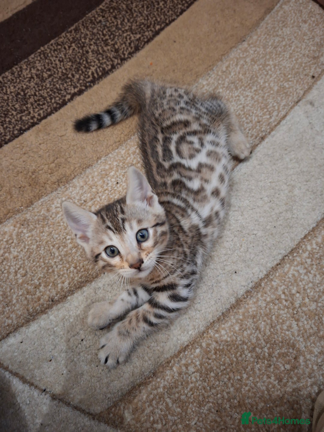 Bengal cats for sale: Four gorgeous Bengal kittens: snow, brown, silver - Advert 6