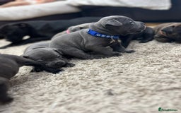 Staffordshire Bull Terrier dogs for sale: 🏅🏆 CHAMPION PLAY BOY BLUE&BLACK STAFFY PUPS - Image 8