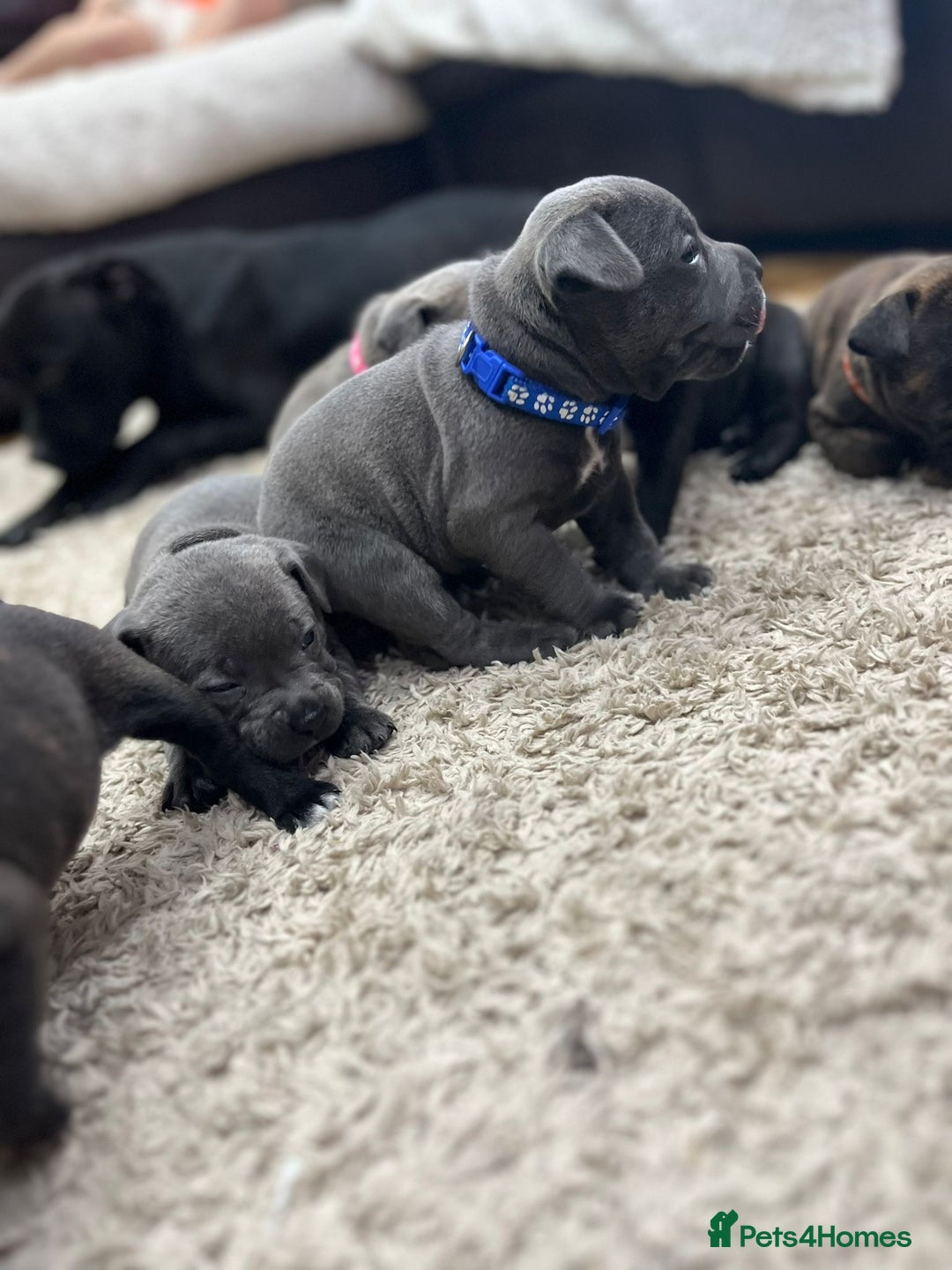 Staffordshire Bull Terrier dogs for sale: 🏅🏆 CHAMPION PLAY BOY BLUE&BLACK STAFFY PUPS - Image 8