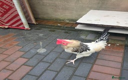 Chickens poultry for sale: 2 chicken's 2 roosters for sale  - Image 3