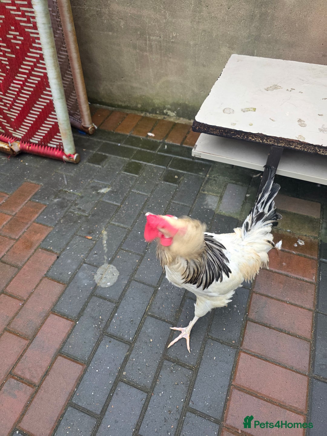Chickens poultry for sale: 2 chicken's 2 roosters for sale  - Image 3