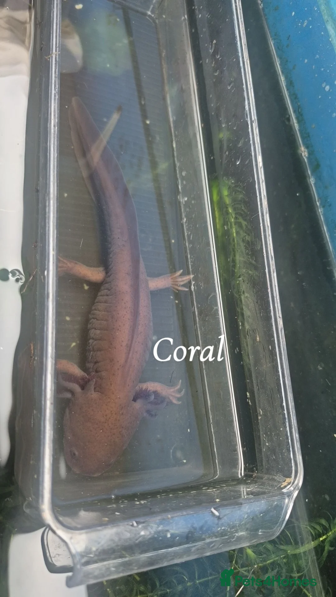 Axolotl reptiles for sale: Adult axolotls needing new waters - Advert 10