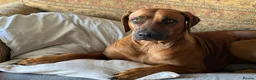 Rhodesian Ridgeback dogs for sale: Rhodesian Ridgebacks: Exceptional, 4th Generation - Advert 25