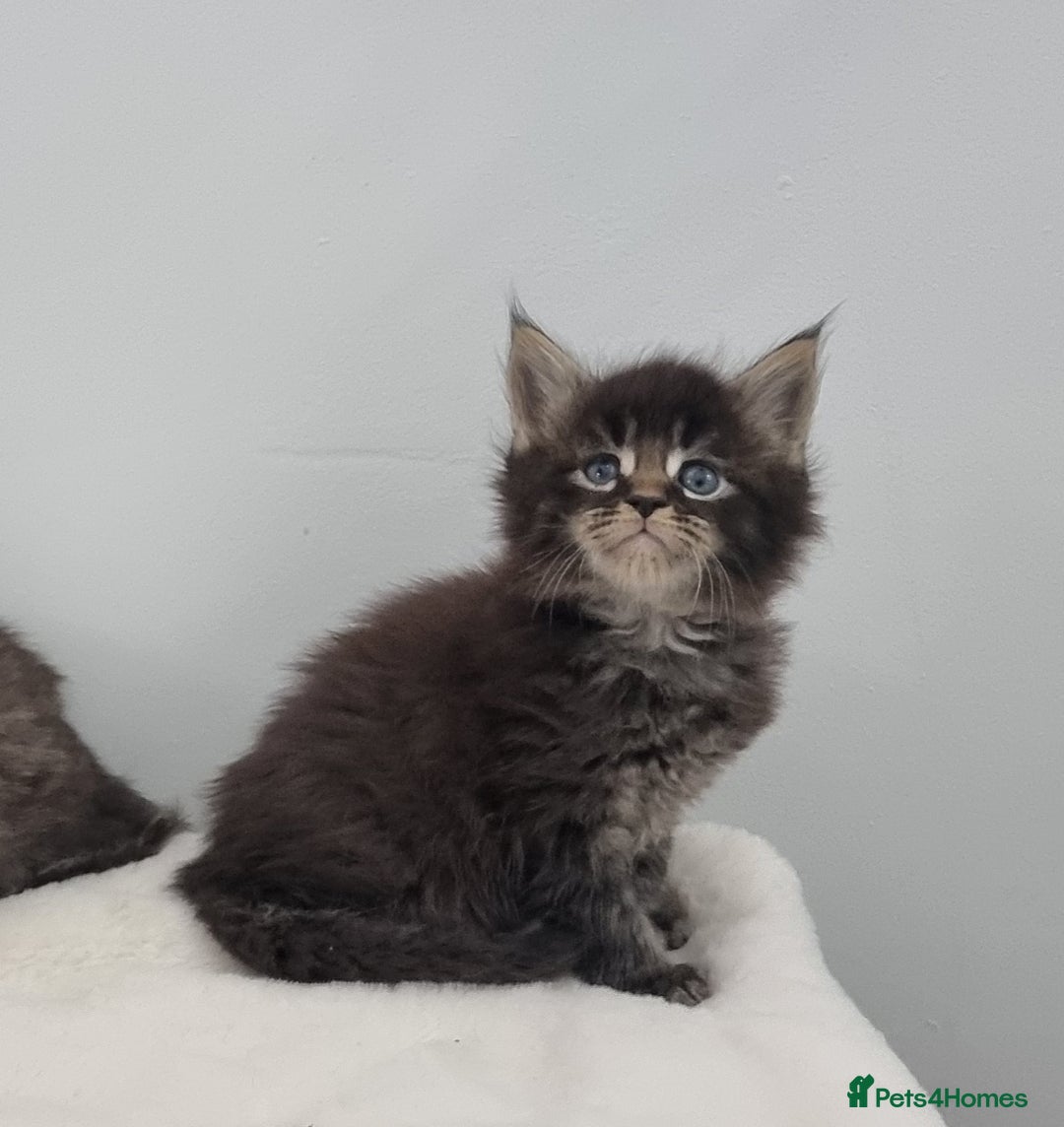 Maine Coon cats for sale: Pedigree GCCF Maine Coon Kittens for sale  - Image 28