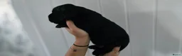 Labrador Retriever dogs for sale: Adorable Labrador Puppies for Sale! - Advert 7
