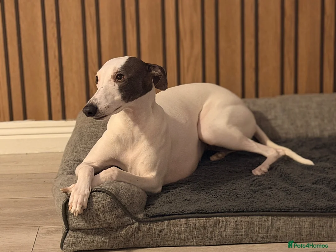 Whippet dogs for sale: Whippet boy  - Advert 1