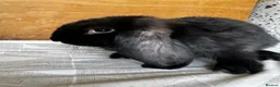 French Lop rabbits for sale: French lop girl  - Advert 8